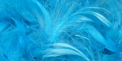 Plumes bleues