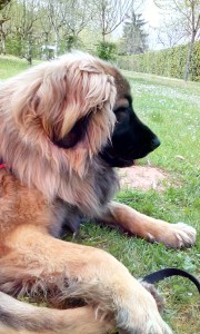 IMG_20150418_150959_1