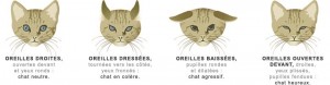 chat qui parle