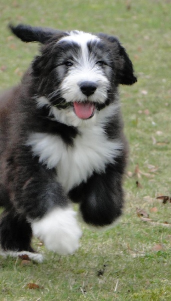 bebe-bearded-collie