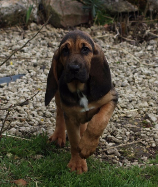 bebe-chien-de-saint-hubert