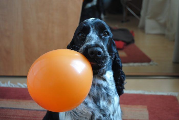 bebe-cocker-mignon