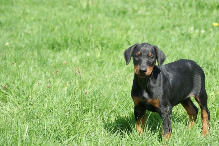 bebe-dobermann