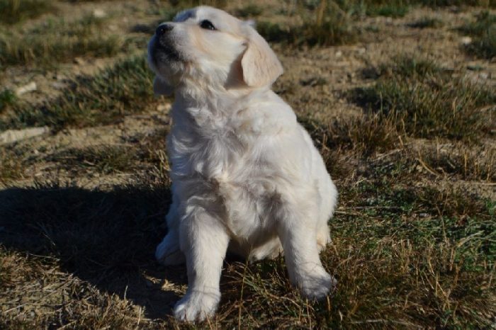 bebe-golden-retriever