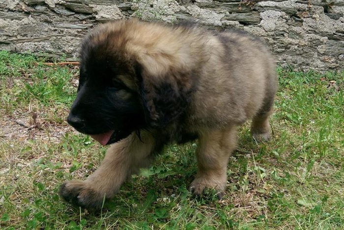 bebe-leonberg