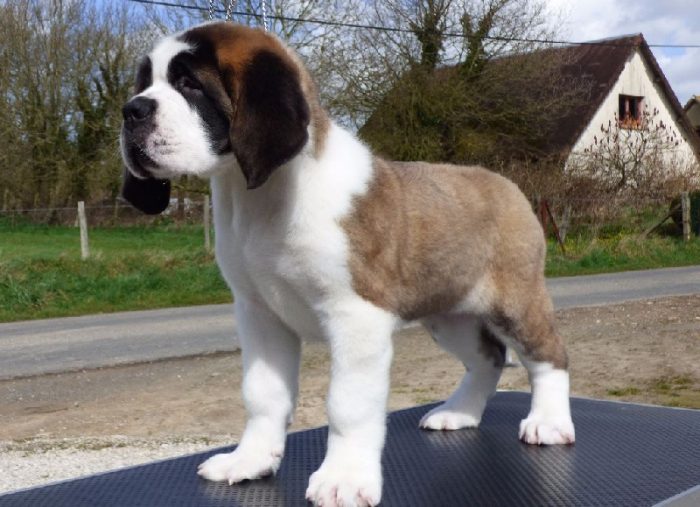 bebe-saint-bernard