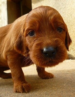 bebe-setter-irlandais-rouge